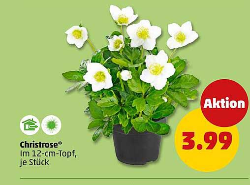 Christrose* im 12-cm-Topf, je Stück