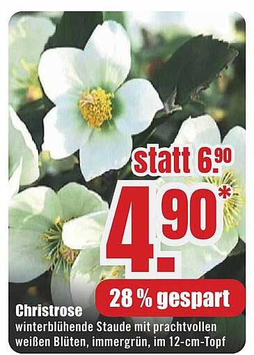 Christrose - winterblühende Staude mit prachtvollen weißen Blüten im 12-cm-Topf