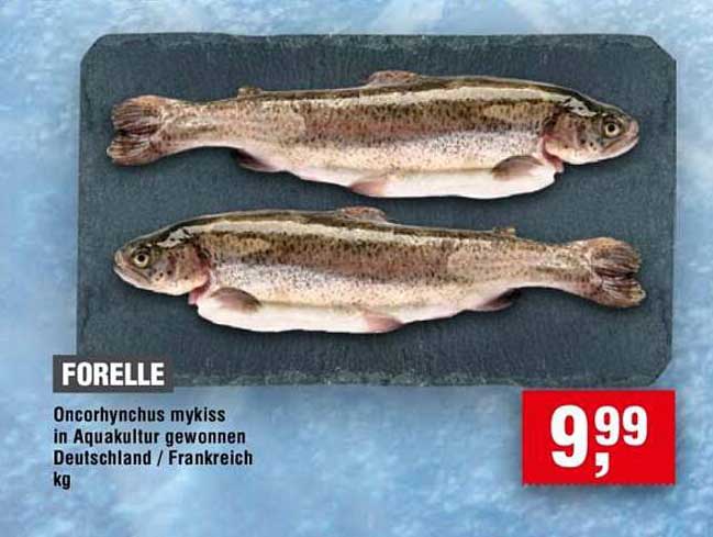 Forelle - frisch und nachhaltig aus Aquakultur
