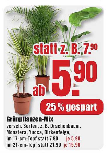 Grünpflanzen-Mix - Verschiedene Sorten zum Sparpreis!