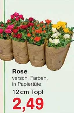 Rose verschieden. Farben, in Papiertüte, 12 cm Topf