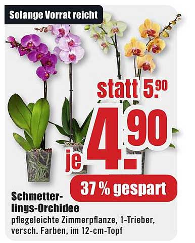 Schmetterlings-Orchidee - pflegeleichte Zimmerpflanze