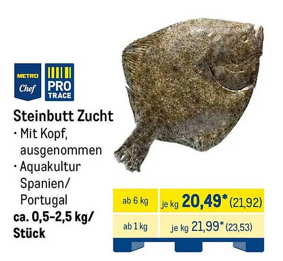 Steinbutt Zucht