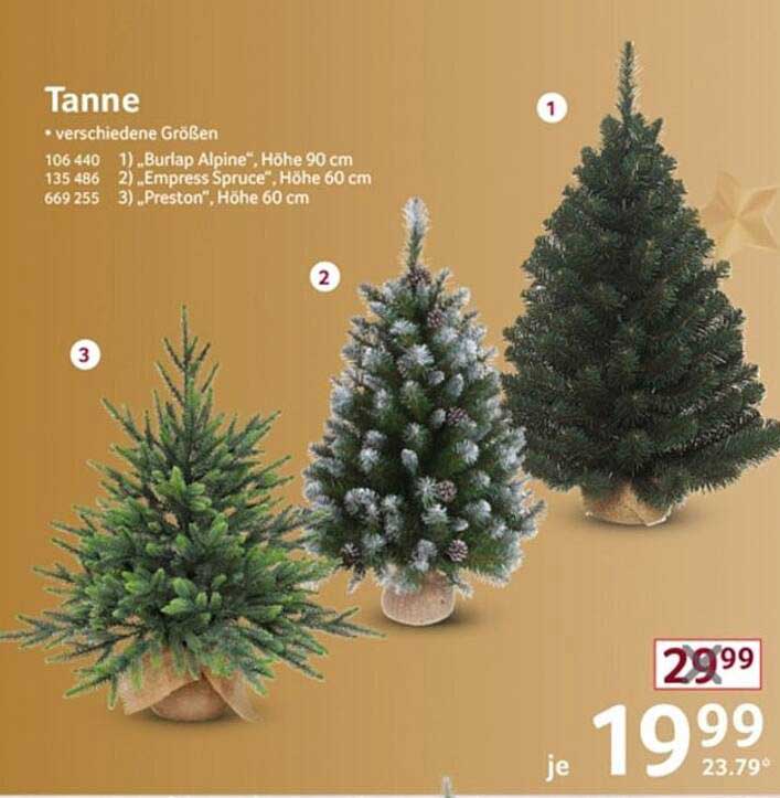 Tanne – verschiedene Größen