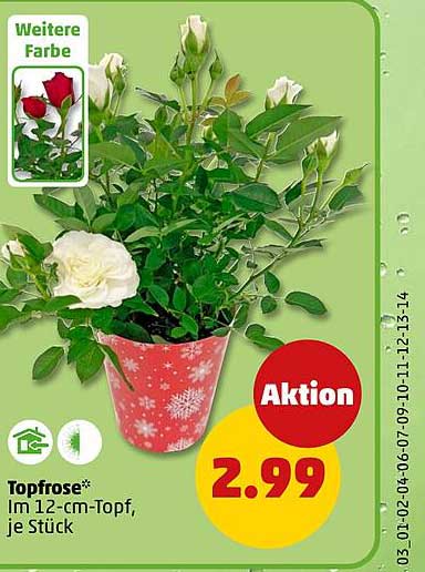 Topfrose im 12-cm-Topf, je Stück