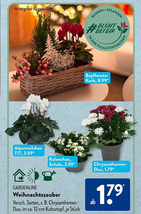 Weihnachtszauber mit Hortensien und Alpenveilchen