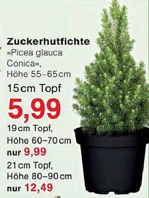 Zuckerhutfichte »Picea glauca Conica«