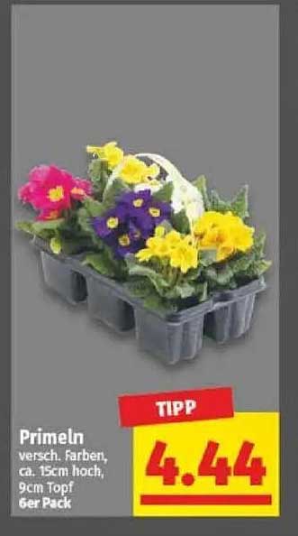 Primeln versch. farben, ca. 15cm hoch, 9cm Topf 6er Pack