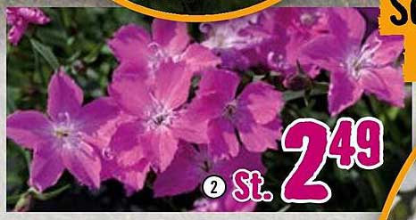 2 St. pinkfarbene Blumen für nur 2,49 €