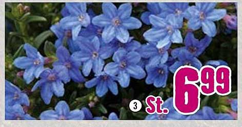 3 St. hübsche blaue Blumen für 6,99 €