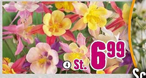 4 St. Blumenmischung für nur 6,99 €