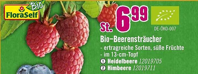 Bio-Beerensträucher - ertragreiche Sorten, süße Früchte
