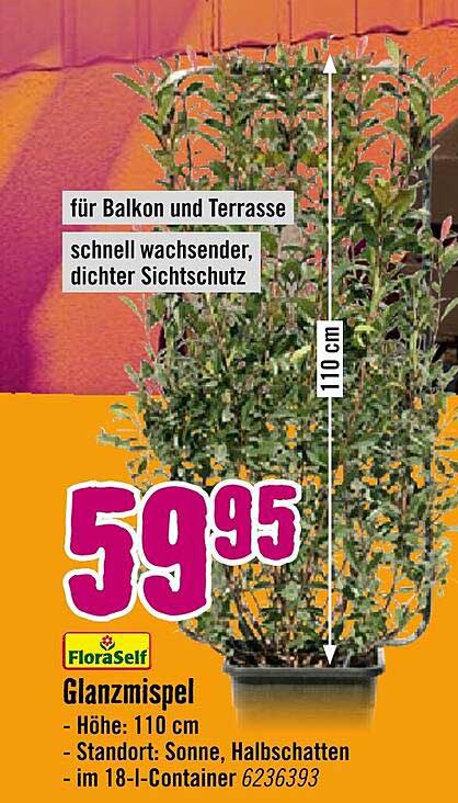 Glanzmispel 110 cm für Balkon und Terrasse