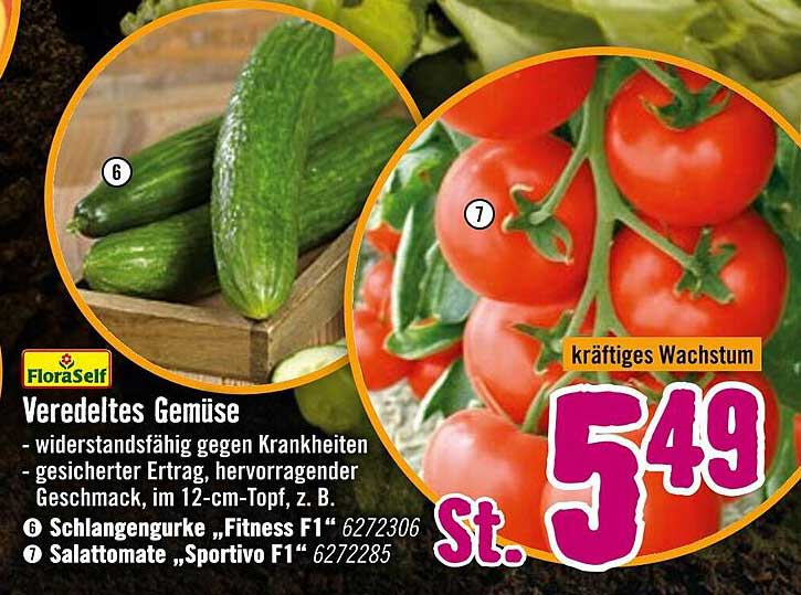 Veredeltes Gemüse - Schlangegurke 'Fitness F1' und Salattomate 'Sportivo F1'