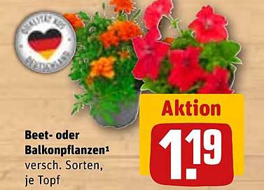 Beet- oder Balkonpflanzen, verschiedene Sorten, je Topf
