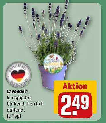 Lavendel - Knosprig bis blühend, herrlich duftend, je Topf
