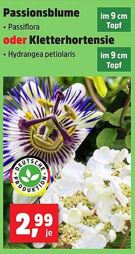 Passionsblume oder Kletterhortensie - im 9 cm Topf