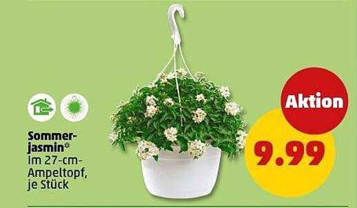 Sommerjasmin im 27-cm-Ampeltopf, je Stück
