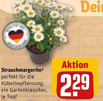 Strauchmargerite – perfekt für die Kübelbepflanzung