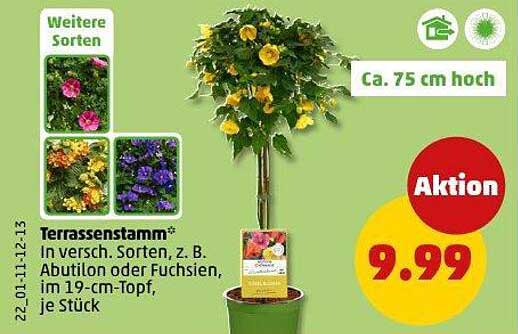 Terrassenstamm im 19-cm-Topf, in verschiedenen Sorten, z. B. Abutilon oder Fuchsien