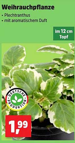 Weihrauchpflanze - Plectranthus mit aromatischem Duft