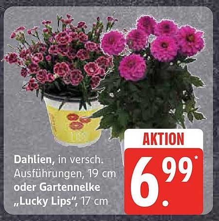 Dahlien in verschiedenen Ausführungen, 19 cm oder Gartennelke "Lucky Lips", 17 cm