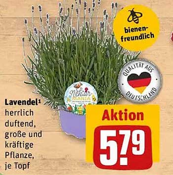 Lavendel - herrlich duftend, große und kräftige Pflanze, je Topf