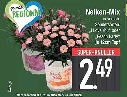 Nelken-Mix in verschiedenen Sorten: „I Love You“ oder „Peach Party“ je 12cm Topf