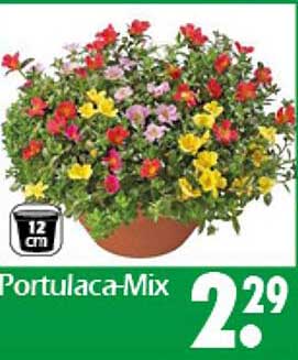 Portulaca-Mix