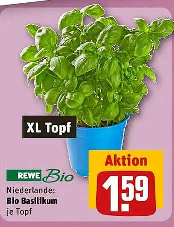 REWE Bio Basilikum im XL Topf