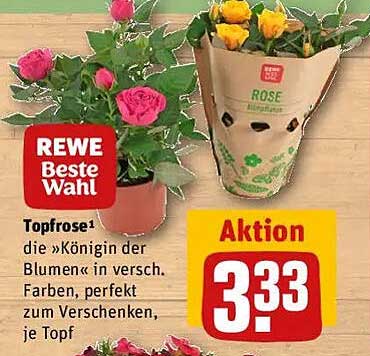 Topfrose - die Königin der Blumen in verschiedenen Farben