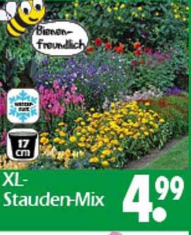 XL-Stauden-Mix