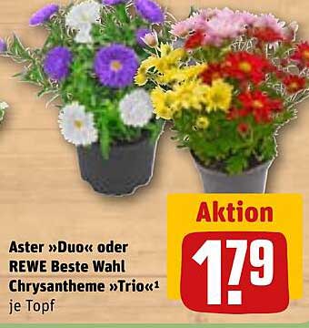 Aster »Duo« oder REWE Beste Wahl Chrysantheme »Trio« je Topf