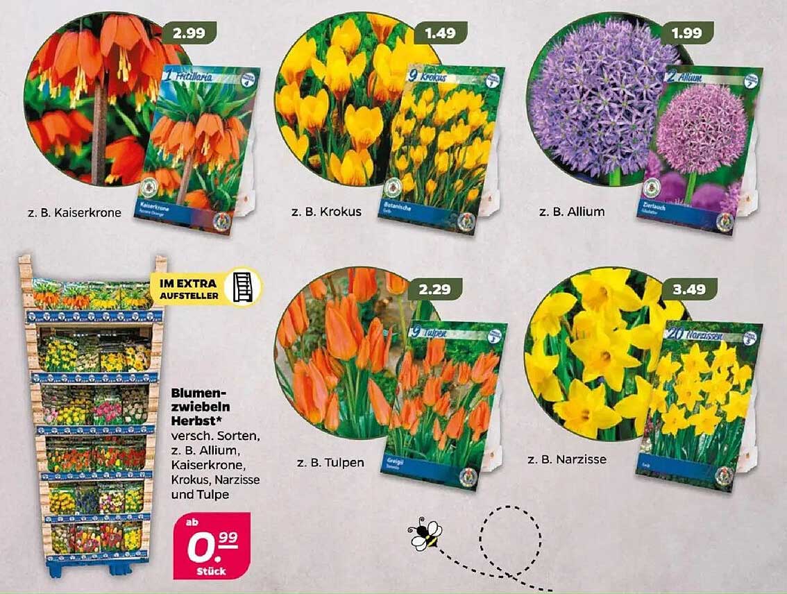 Blumen-Zwiebeln Herbst – Verschiedene Sorten, z. B. Allium, Kaiserkrone, Krokus, Narzisse und Tulpe
