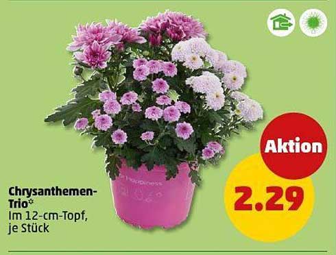 Chrysanthemen-Trio* im 12-cm-Topf, je Stück