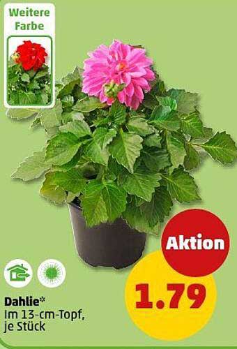Dahlie im 13-cm-Topf, je Stück