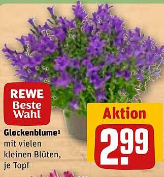 Glockenblume mit vielen kleinen Blüten, je Topf