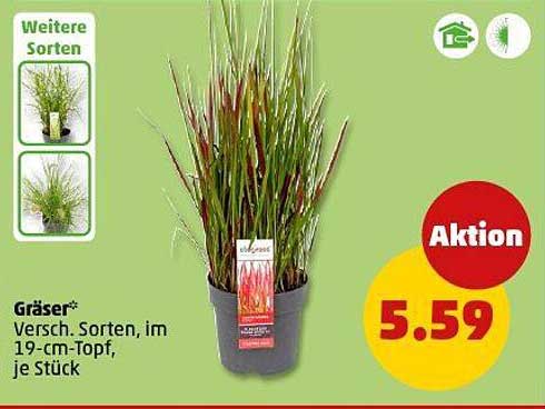Gräser – Verschiedene Sorten im 19-cm-Topf, je Stück
