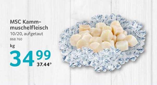 MSC Kammmuschelfleisch 10/20, aufgetaut