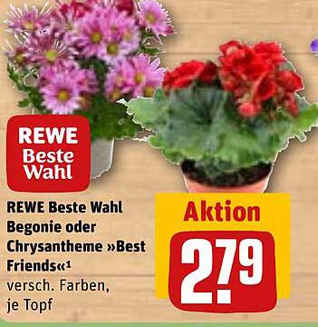 REWE Beste Wahl Begonie oder Chrysantheme »Best Friends«