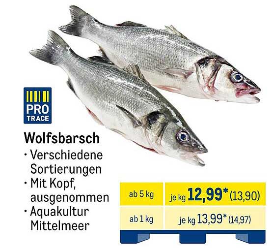 Wolfsbarsch - Frisch aus der Aquakultur