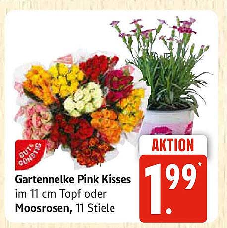 Gartennelke Pink Kisses im 11 cm Topf oder Moosrosen, 11 Stiele