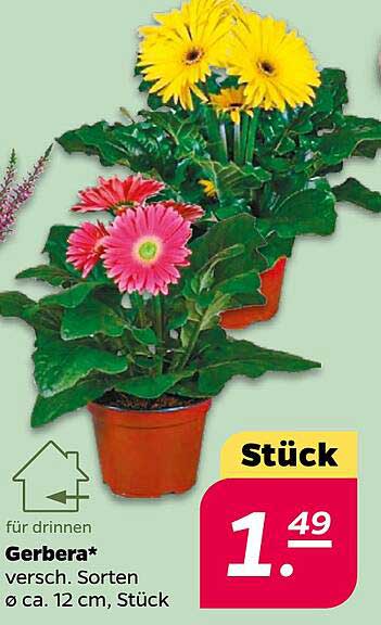 Gerbera - Verschiedene Sorten, Ø ca. 12 cm, Stück