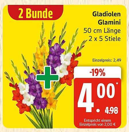 Gladiolen Glamini - 2 Bunde für nur 4,00 €