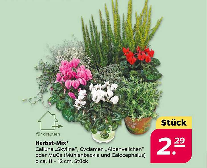 Herbst-Mix* - Calluna „Skyline“, Cyclamen „Alpenveilchen“ oder MuCa