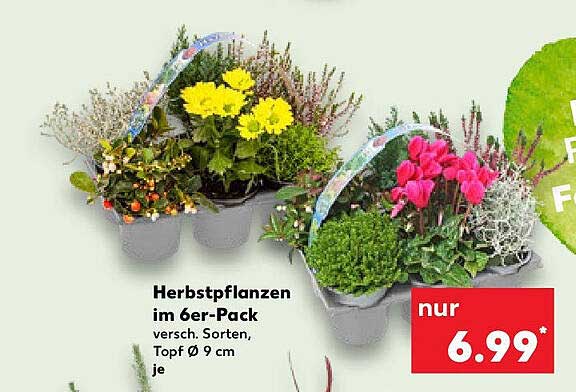 Herbstpflanzen im 6er-Pack