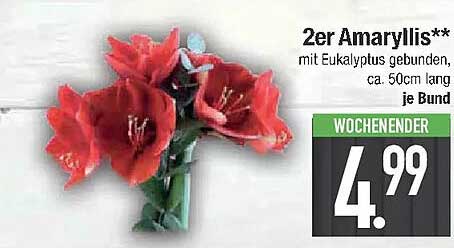 2er Amaryllis** mit Eukalyptus gebunden, ca. 50cm lang je Bund