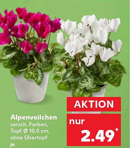 Alpenveilchen in verschiedenen Farben, Topf Ø 10,5 cm, ohne Übertopf