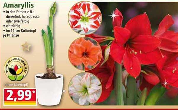 Amaryllis