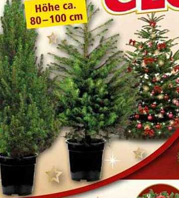 Christbaum in verschiedenen Größen (80-100 cm)